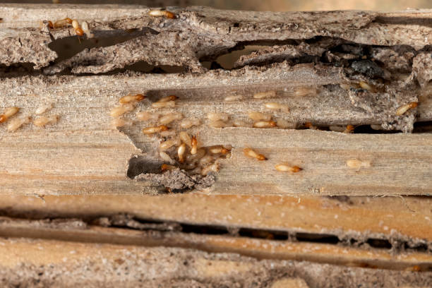 Best Mosquito Control Services  in Moraga, CA